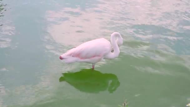 Single Pink Flamingo Bird Cleaning Feathers Sanding River Water — Stock Video