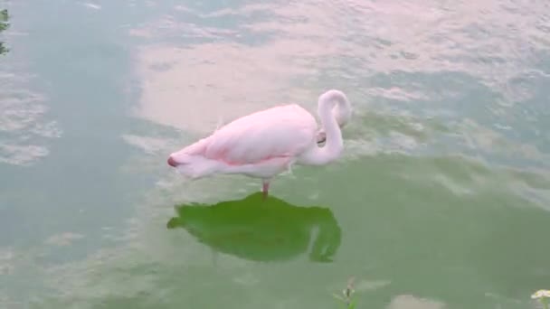 Single Pink Flamingo Bird Cleaning Feathers Sanding River Water — Stock Video