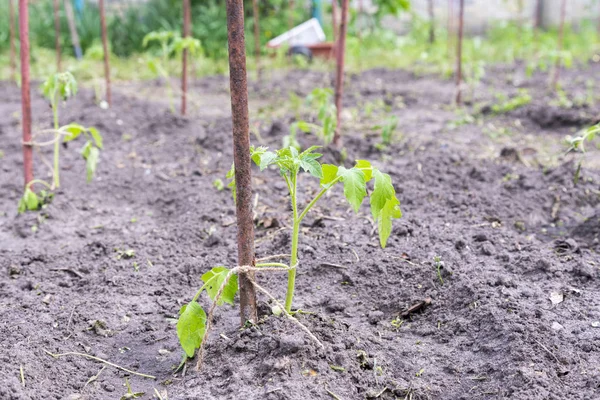 Pequeno arbusto de tomate no jardim. Mudas no jardim produtos ecológicos — Fotografia de Stock