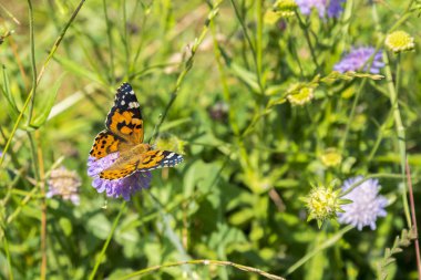Kelebek, tarlada mor bir çiçek. yakın çekim