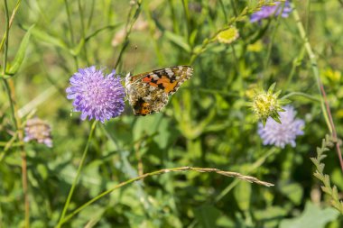 Kelebek, tarlada mor bir çiçek. yakın çekim