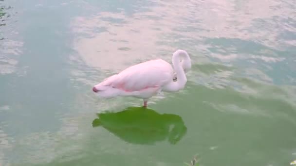 Single Pink Flamingo Bird Cleaning Feathers Sanding River Water — Stock Video