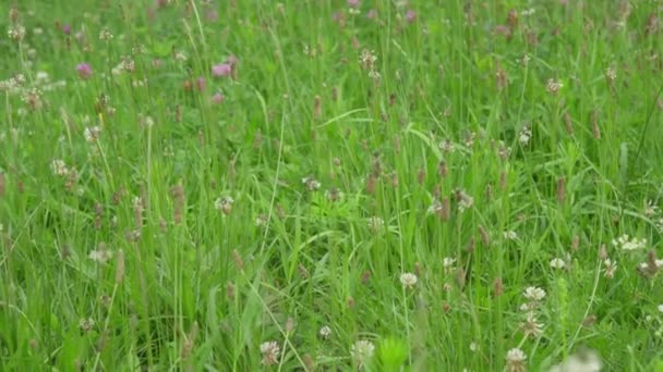 Зеленая Трава Сладкими Клеверными Растениями Летом — стоковое видео