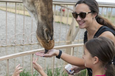 Anne ve kızı bir zürafayı besliyor. Genç çekici turist kadın ve kızı sevimli zürafa besler. Güven ve dostluk kavramı