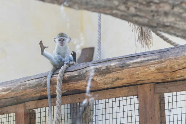 Adorable face of baby asian monkey. Young monkey sitting on an old log. Animal care concept. Baby animals. The concept of animal welfare. Funny monkey