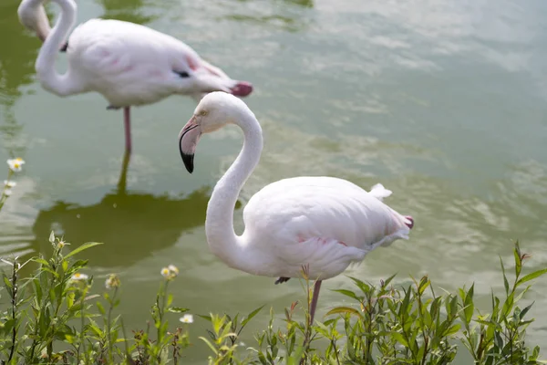 Pink flamingos on the lake. Birds Pink Flamingos Walk on the Lake, Beautiful Romantic Concept with a Place for Text, Journey to the South, Love and the Pink Dream