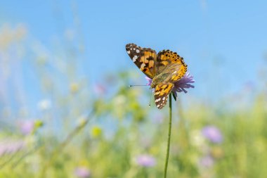 Bir çiçeğin üzerindeki kelebek. Sıcak ışık Ile Grass alanında kelebek