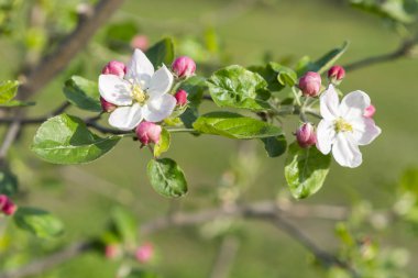 Bal arısı tozlaştırıcı elma çiçeği. Elma ağacı açar. Bahar çiçekleri