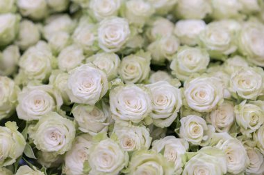beyaz gül büyük bir buket izole yakın çekim. Çiçek arka plan olarak birçok beyaz gül