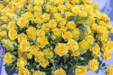 Taze sarı güller buket çiçek arka plan. Çiğ damla sarı güzel gül yüzeyi. Güllerin arka planı. Ekran koruyucu, kartpostal