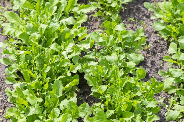 Rugula verde in giardino in terra e pentole, verdura verde — Foto Stock