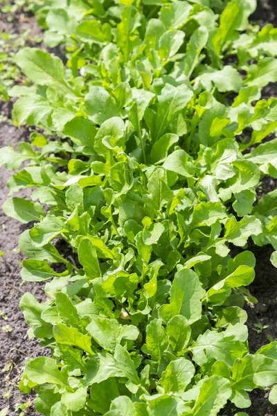Rugula verde in giardino in terra e pentole, verdura verde. foto verticale — Foto Stock