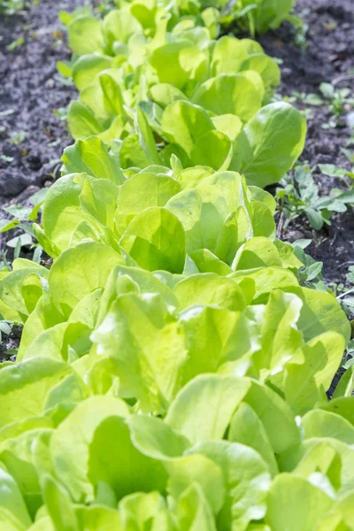 Butterhead sałata sałatkowy roślin, hydroponicznych liści warzyw. świeża Zielona sałatka w glebie i doniczkach, świeża Zielona sałatka w glebie i doniczkach, zielone warzywa. Zdjęcie pionowe — Zdjęcie stockowe