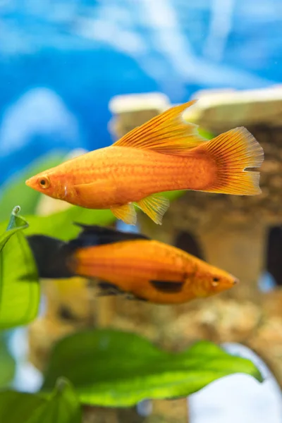 Peces tropicales de colores nadando en acuario con plantas. Pez dorado, Carassius auratus, cautivo. Peces en el acuario. foto vertical — Foto de Stock