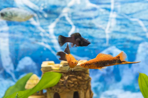 수족관에서 검은 색과 금물고기. 수족관에서 다채로운 물고기. 수족관, 금붕어, 수족관, 수생 식물의 배경에 물고기에서 아름다운 물고기 — 스톡 사진