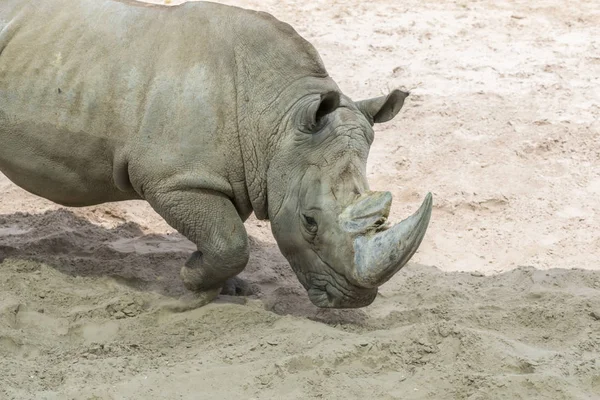 Крупный план портрета носорога, профиль. Носорог в пыли и глине ходит — стоковое фото