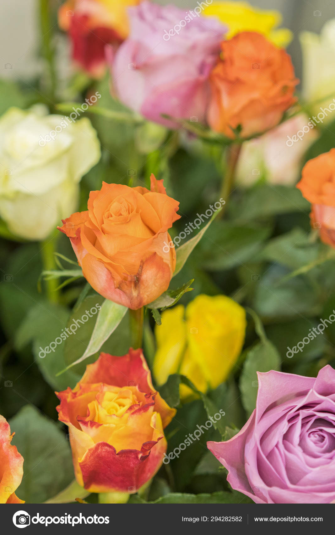 Bright Multicolored Bouquet Of Roses Natural Flowers Background Soft Focus Colorful Roses Flower Background Group Of Multicolor Rose Make From Clay Handmade Product Vertical Photo Stock Photo Image By C Colt Kiev Mail Ru Bright Multicolored Bouquet Of Roses Natural Flowers Background Soft Focus Colorful Roses Flower Background Group Of Multicolor Rose Make From Clay Handmade Product Vertical Photo Stock Photo Image By C Colt Kiev Mail Ru