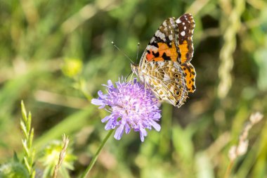 Kelebek, tarlada mor bir çiçek. yakın çekim