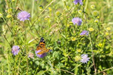 Kelebek, tarlada mor bir çiçek. yakın çekim