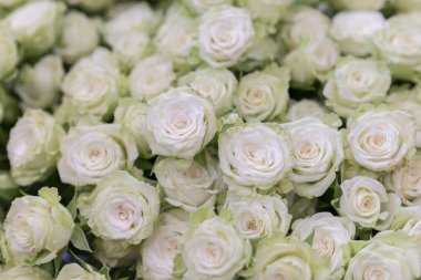 beyaz gül büyük bir buket izole yakın çekim. Çiçek arka plan olarak birçok beyaz gül