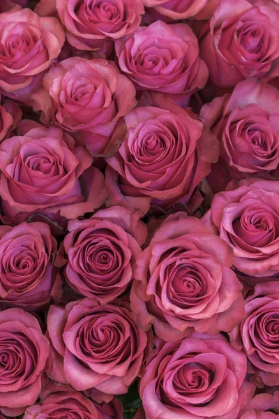 Background of pink and peach roses. Fresh pink roses. A huge bouquet of flowers. The best gift for women. vertical photo — Stock Photo, Image