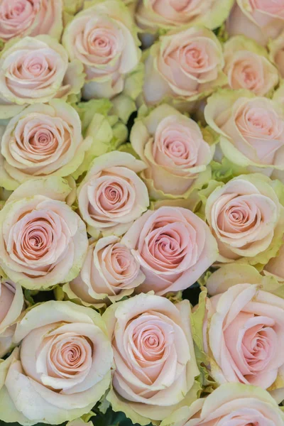 Béžové růže na pozadí. Bílé růže jsou horizontálně hladké. S bílými růží. vertikální fotografie — Stock fotografie