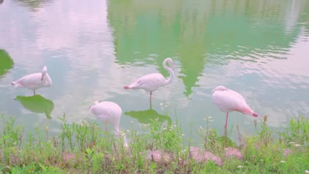 Group Pink Flamingos Resting River — Stock Video