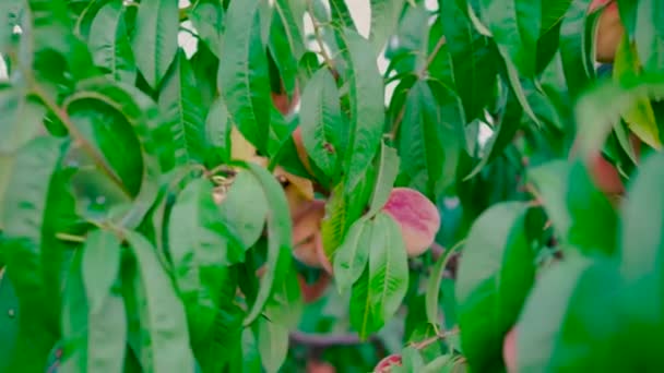 Close View Ripening Peaches Tree — Stock Video
