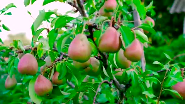 Vista Cercana Las Peras Maduración Árbol — Vídeo de stock