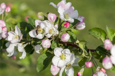 Bal arısı tozlaştırıcı elma çiçeği. Elma ağacı açar. Bahar çiçekleri