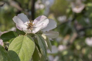 pembe evren çiçek polen arka planda Bumble arı yakın, yaz aylarında böcek. Parlak pembe çiçek üzerinde Bumble Bee. Arı üzerinde ayva çiçeği