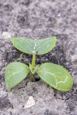 Bahçede salatalık çalı. alanı kopyalayın. dikey fotoğraf