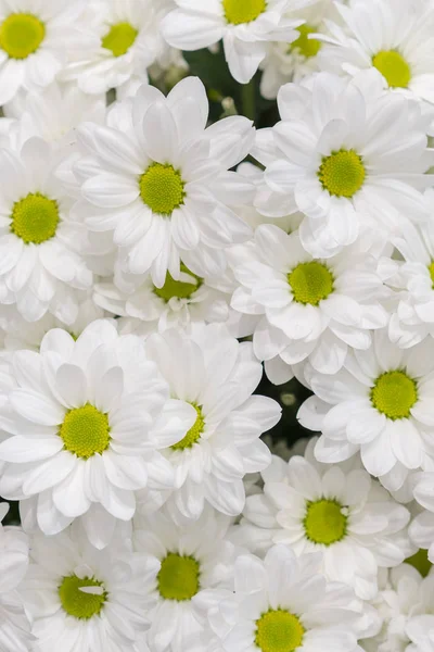 Fresh white daisies. background. vertical photo — Stock Photo, Image