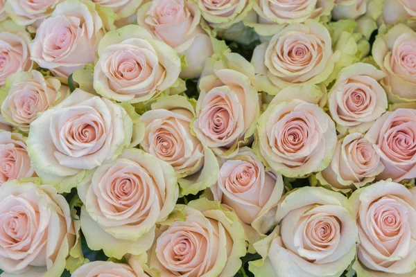 Béžové růže na pozadí. Bílé růže jsou horizontálně hladké. Uspořádání bílých růží — Stock fotografie