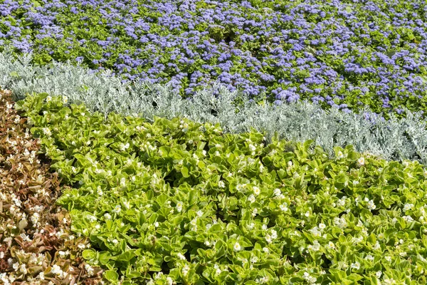 Färgstarka bakgrund av blommor — Stockfoto