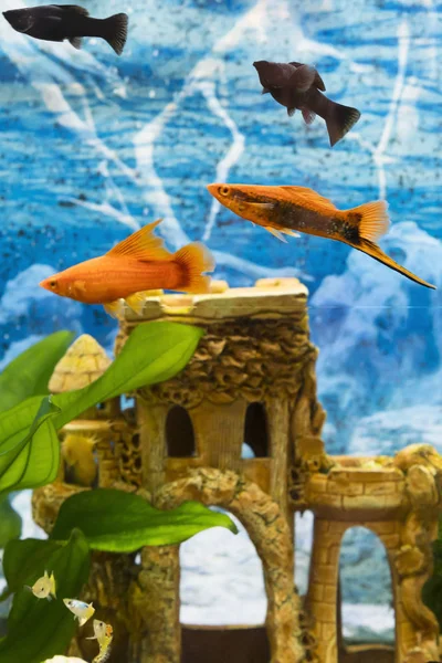 Tropikal renkli balıklar bitkiler ile akvaryumda yüzme. Japon balığı, Carassius auratus, esir. Akvaryumda balık. dikey fotoğraf