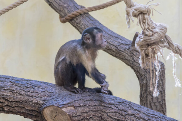 Очаровательное лицо маленькой азиатской обезьянки. Молодая обезьянка сидит на старом бревне. Концепция ухода за животными. Детские животные. Концепция благополучия животных
