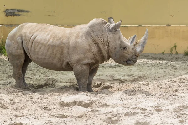 Крупный план портрета носорога, профиль. Носорог в пыли и глине ходит — стоковое фото