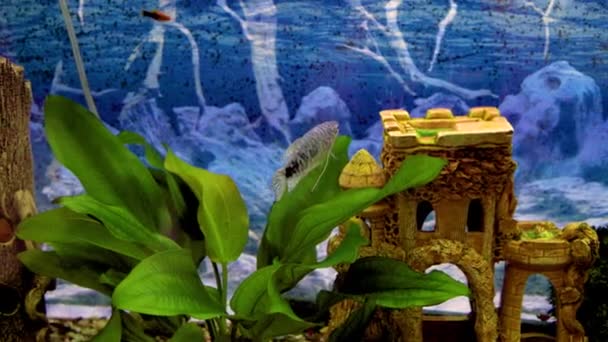 Різні Тропічні Риби Плавають Акваріумі — стокове відео