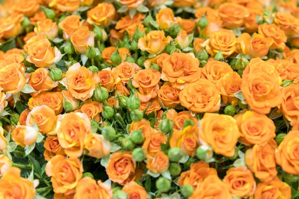 Taze portakal gülleri. Arka plan. Taze güllerin doğal arka planı. Yumuşak odaklama
