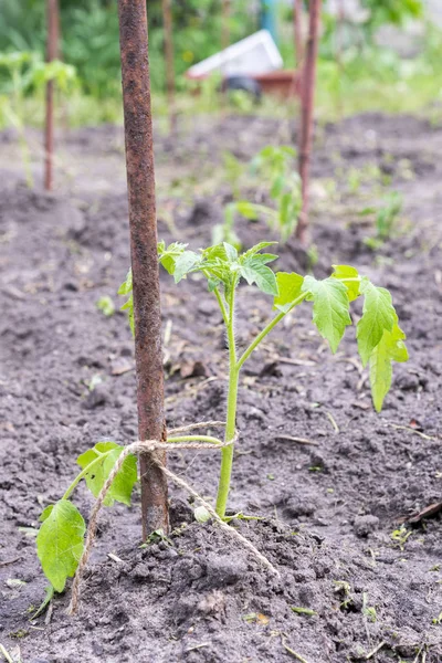 bahçede küçük domates çalı, bahçede fide