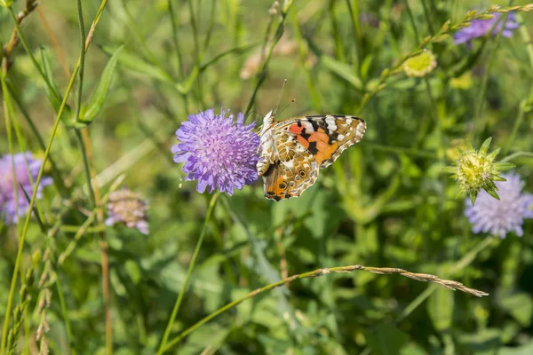 Kelebek sahada mor bir çiçek üzerinde.