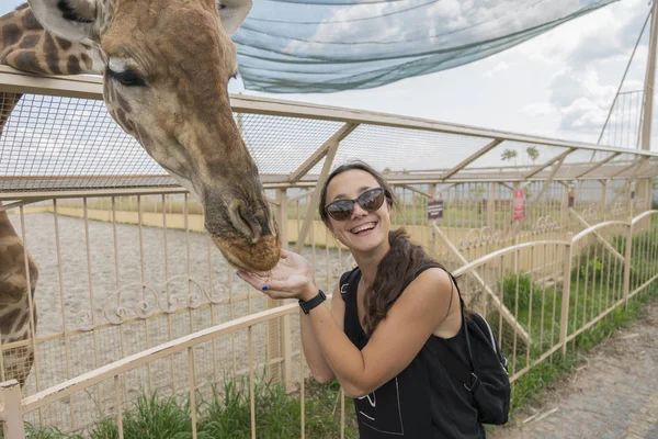 Happy young woman watching and feeding giraffe in zoo. Young attractive tourist woman feeding cute giraffe.