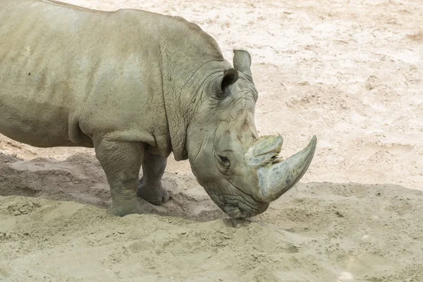 Gergedan portresini kapat, profil. Toz ve kil içinde gergedan.
