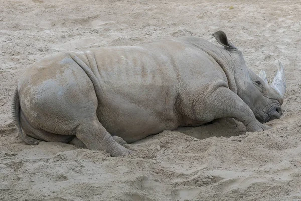 Закрыть Портрет Носорога Носорог Пыли Глине — стоковое фото