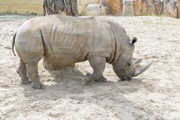 Feche Retrato Rinoceronte Rinoceronte Argila — Fotografia de Stock