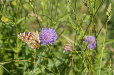  Kelebek, parlak pembe çiçeklerle besleniyor..
