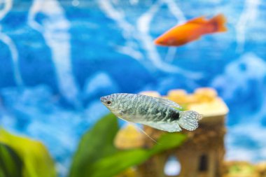 Akvaryumda bitkilerle yüzen tropik renkli balıklar. Japon Balığı, Carassius Auratus, esir. Akvaryumdaki balıklar.