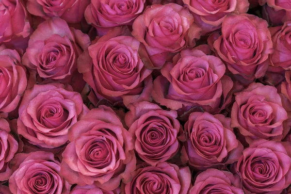 Fundo Rosa Pêssego Rosas — Fotografia de Stock