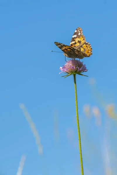 Mariposa Alimentándose Flor Rosa Brillante Primer Plano — Foto de Stock